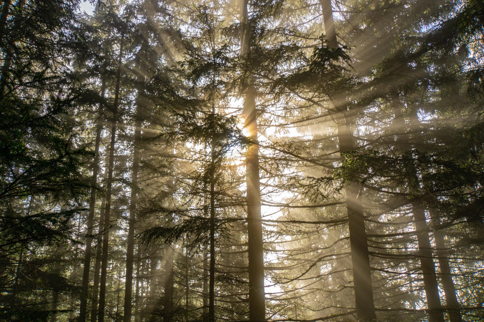 Grove of trees with beams of light breaking through