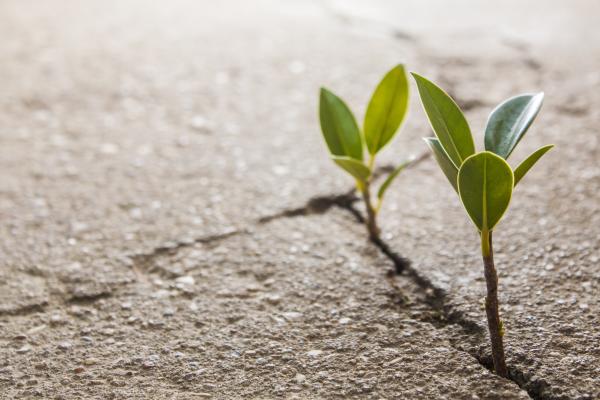 Plant growing through pavement