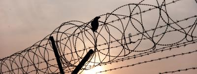 Bird on barbed wire