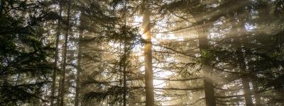 light streaming through a grove of tall trees