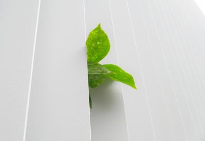 Green plant peeking behind white fence