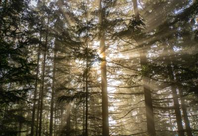 light streaming through a grove of tall trees